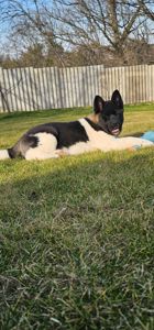 Девочка Американская Акита КСУ