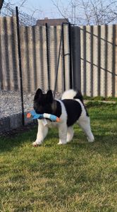 Девочка Американская Акита КСУ