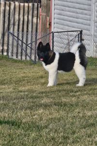 Девочка Американская Акита КСУ