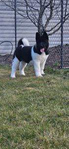 Девочка Американская Акита КСУ