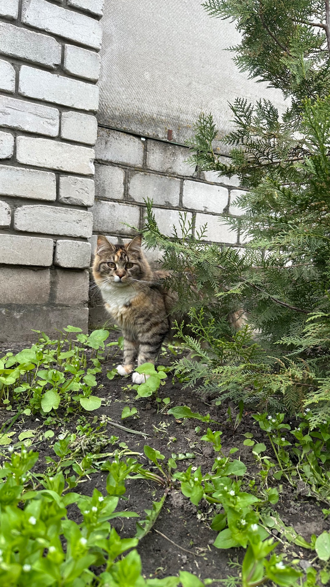 Дві дівчинки Мейн-кун