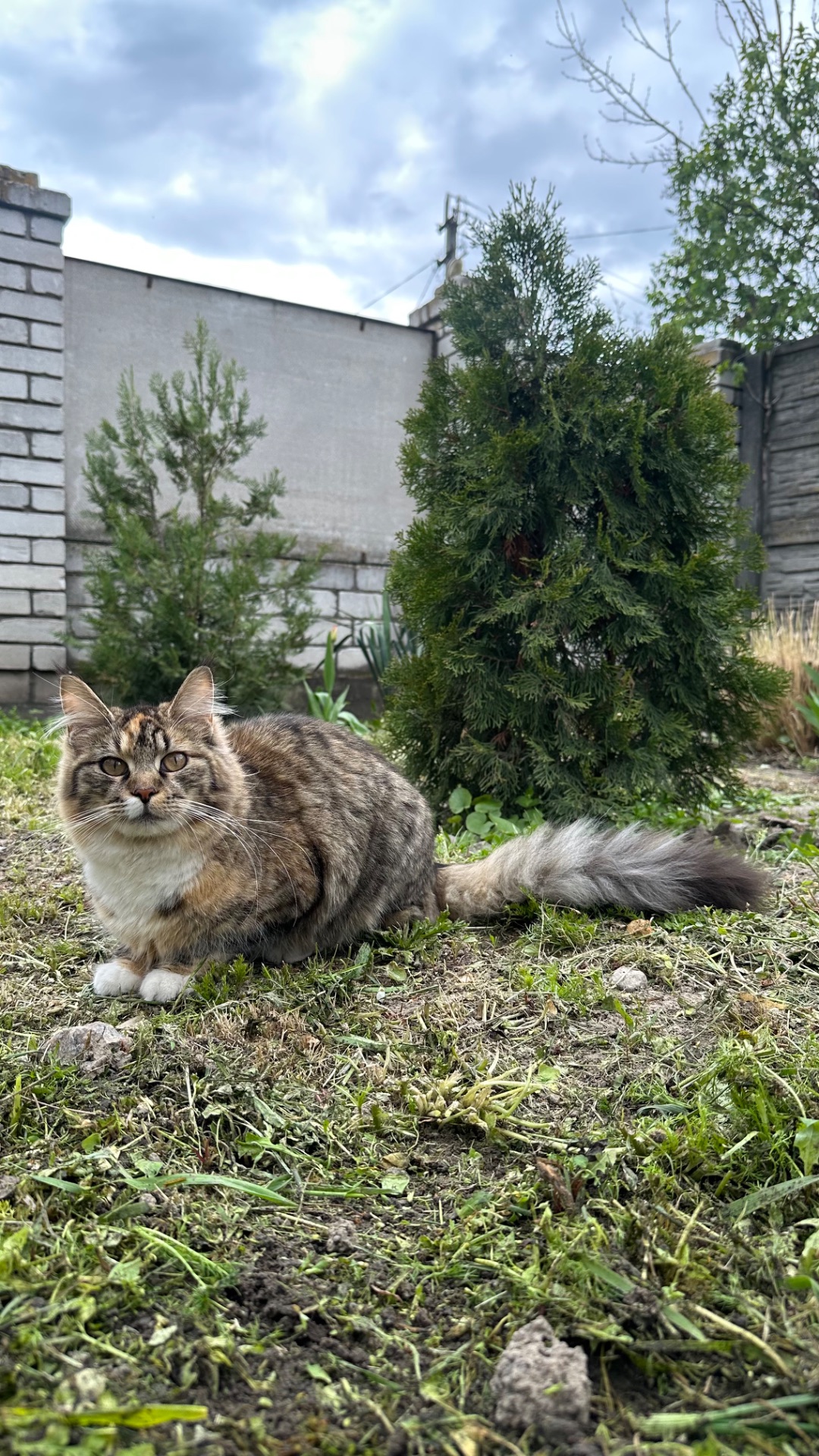 Дві дівчинки Мейн-кун