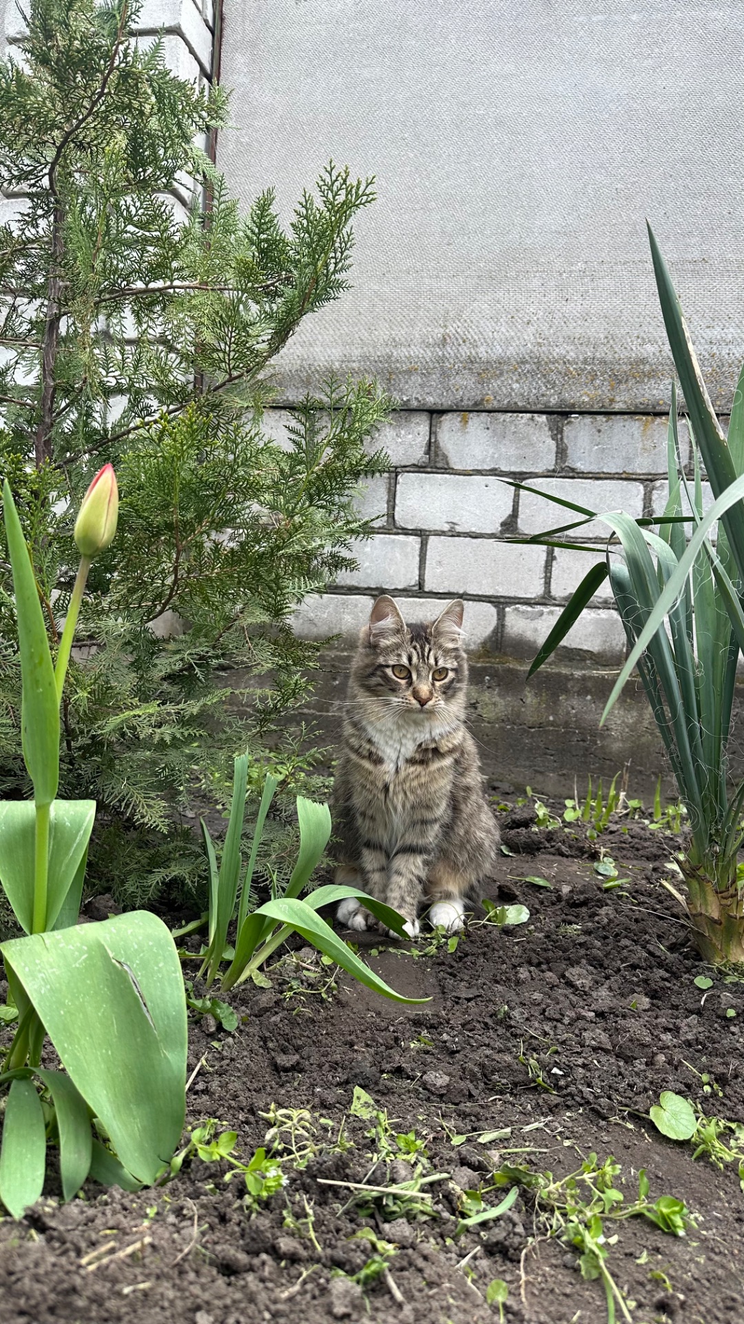 Дві дівчинки Мейн-кун
