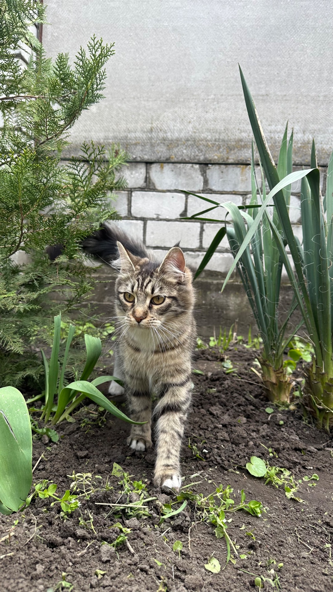 Дві дівчинки Мейн-кун