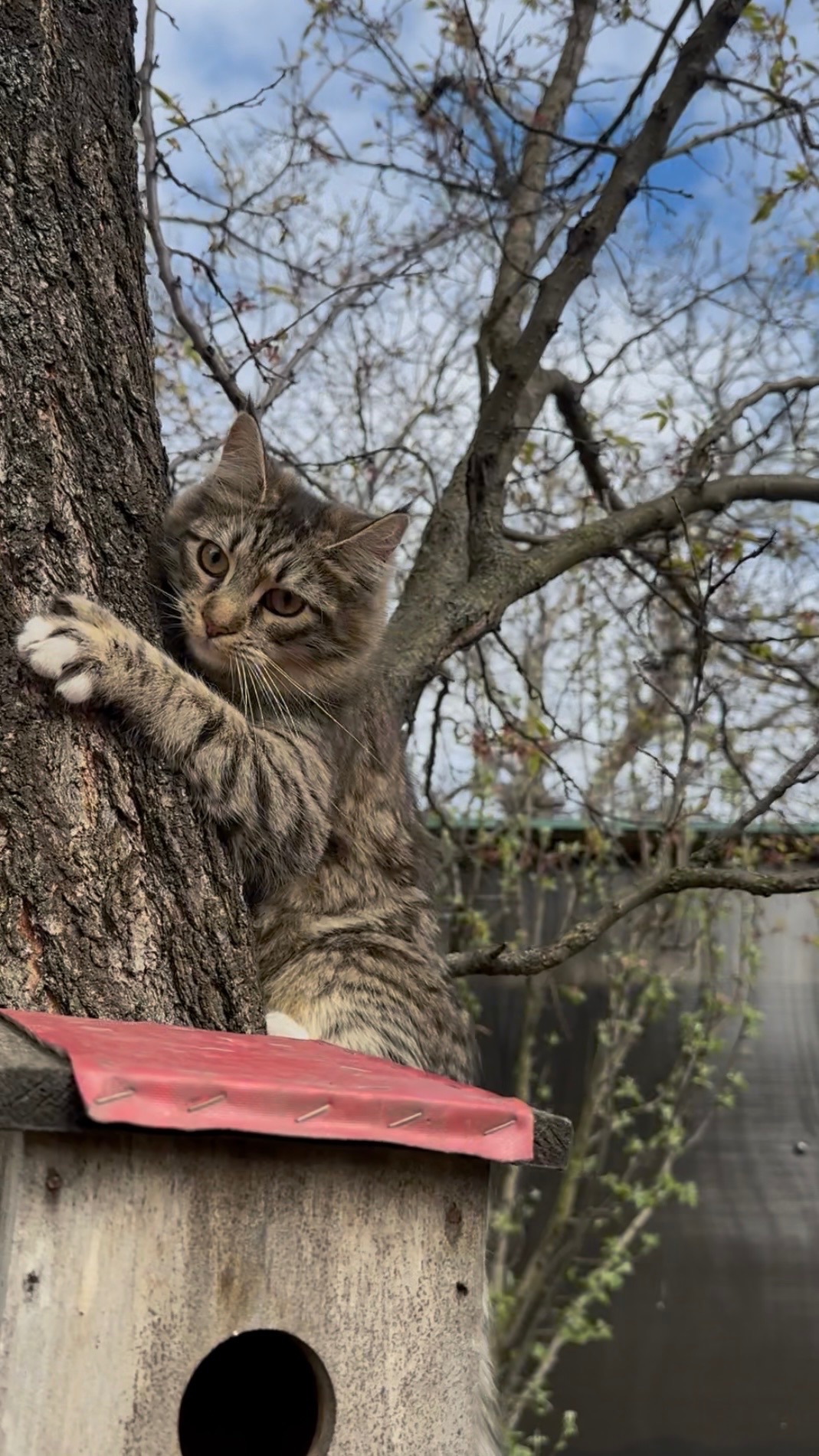Дві дівчинки Мейн-кун