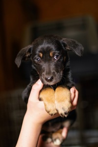 Дуже гарна манюня мріє про добру родину!