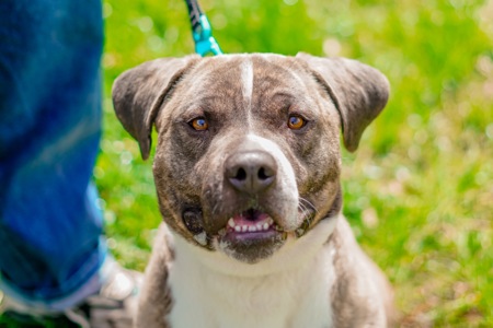 Гарний пес Тагір з нелегкою долею…