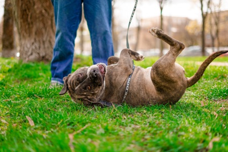 Гарний пес Тагір з нелегкою долею…