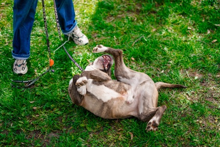 Гарний пес Тагір з нелегкою долею…
