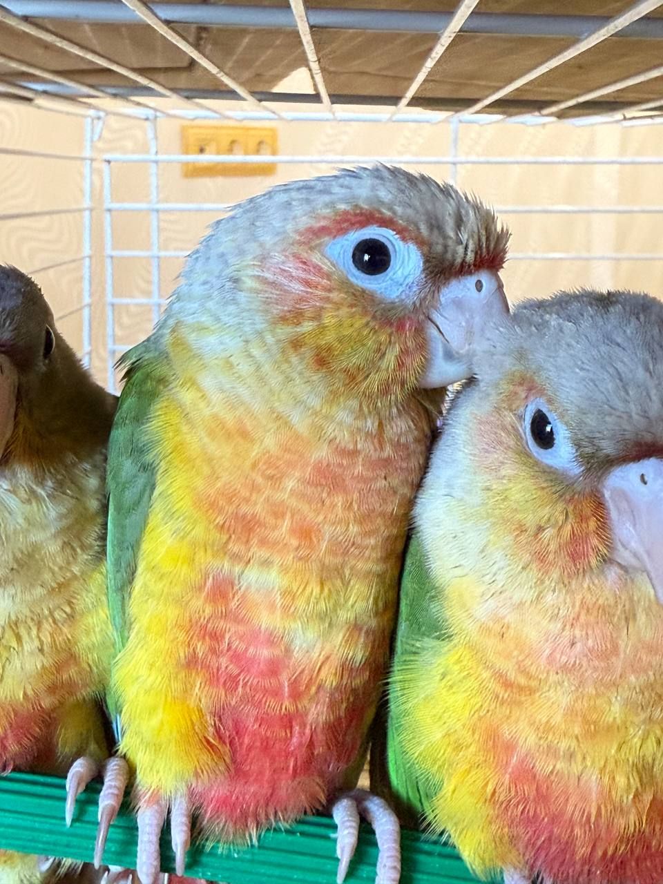 Папуга піррура ручні
