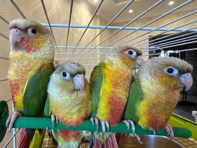 Папуга піррура ручні