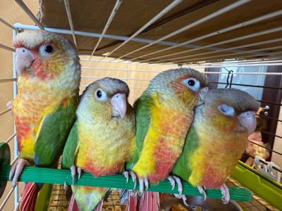 Папуга піррура ручні