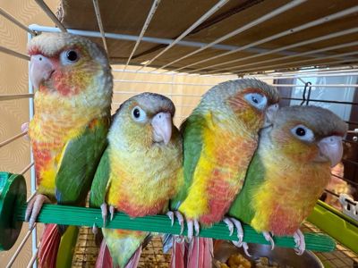 Папуга піррура ручні