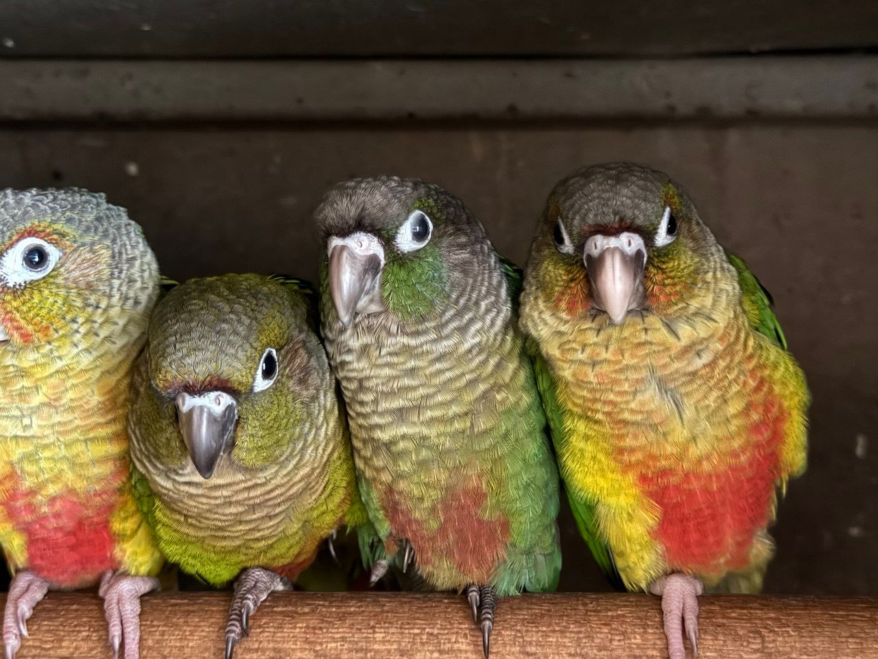 Птенцы попугая Пиррура выкормыши