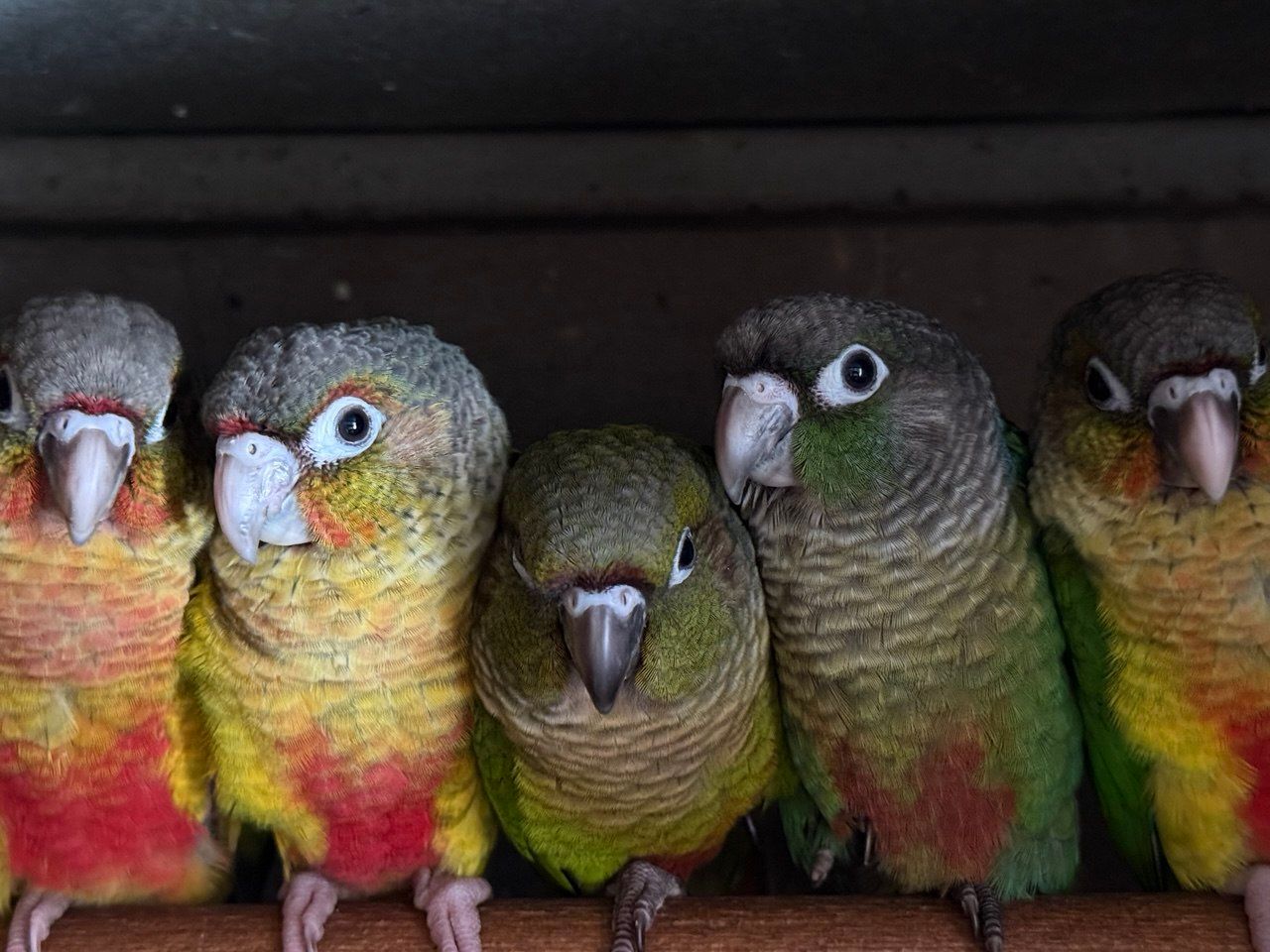 Птенцы попугая Пиррура выкормыши