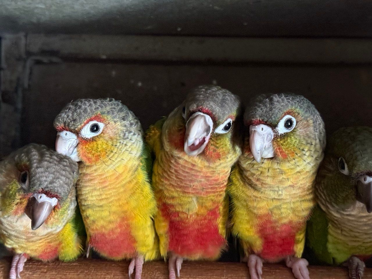 Птенцы попугая Пиррура выкормыши