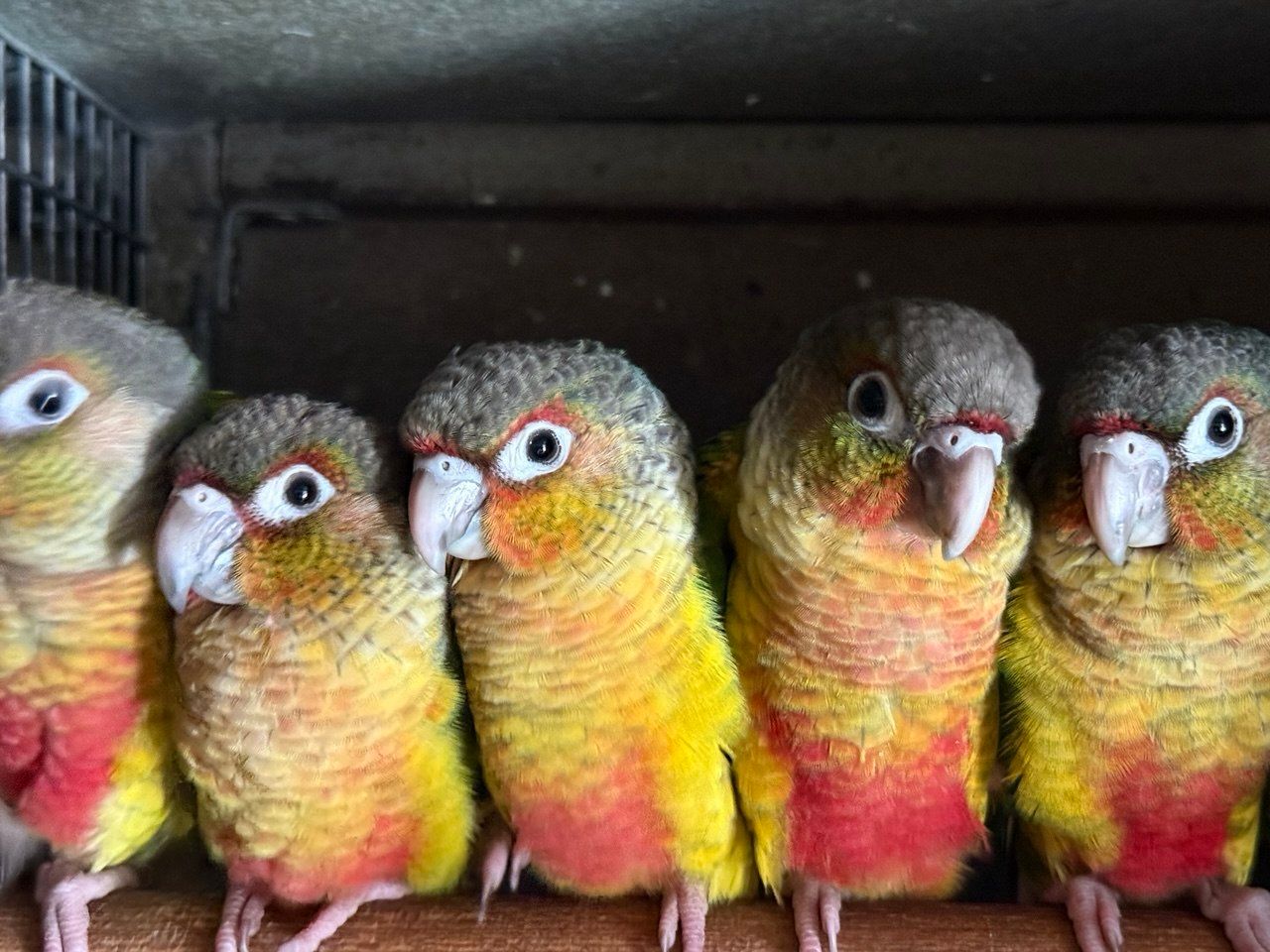 Птенцы попугая Пиррура выкормыши