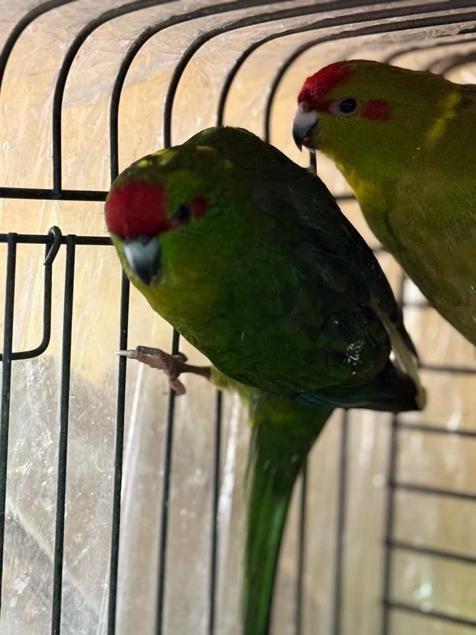 Какарік папужки молоді