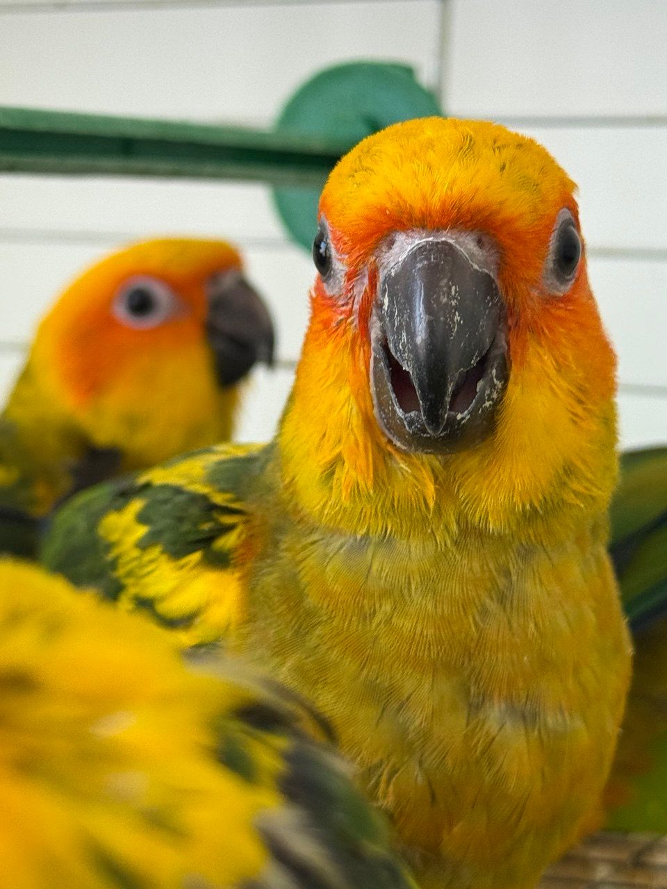 Аратинга папуги ручні малюки пташенята