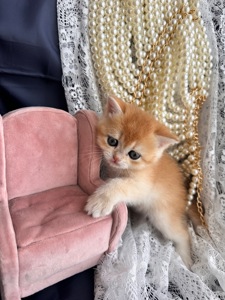 Чарівні золоті дітки