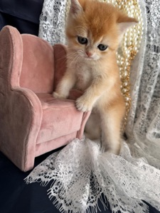 Чарівні золоті дітки