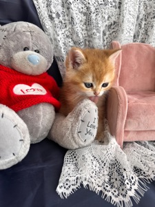 Чарівні золоті дітки