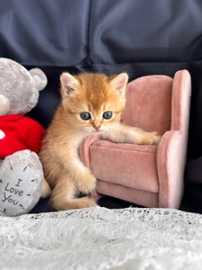 Чарівні золоті дітки