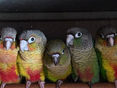 Птенцы попугая Пиррура выкормыши