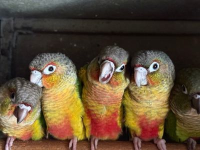 Птенцы попугая Пиррура выкормыши