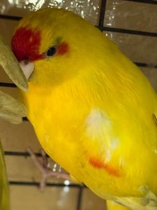 Какарік папужки молоді