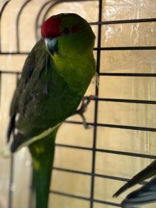 Какарік папужки молоді