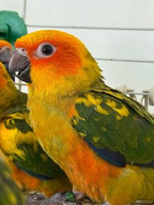 Аратинга папуги ручні малюки пташенята