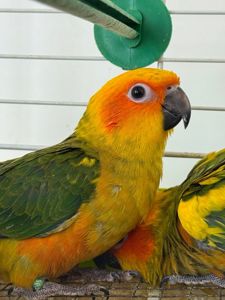 Аратинга папуги ручні малюки пташенята