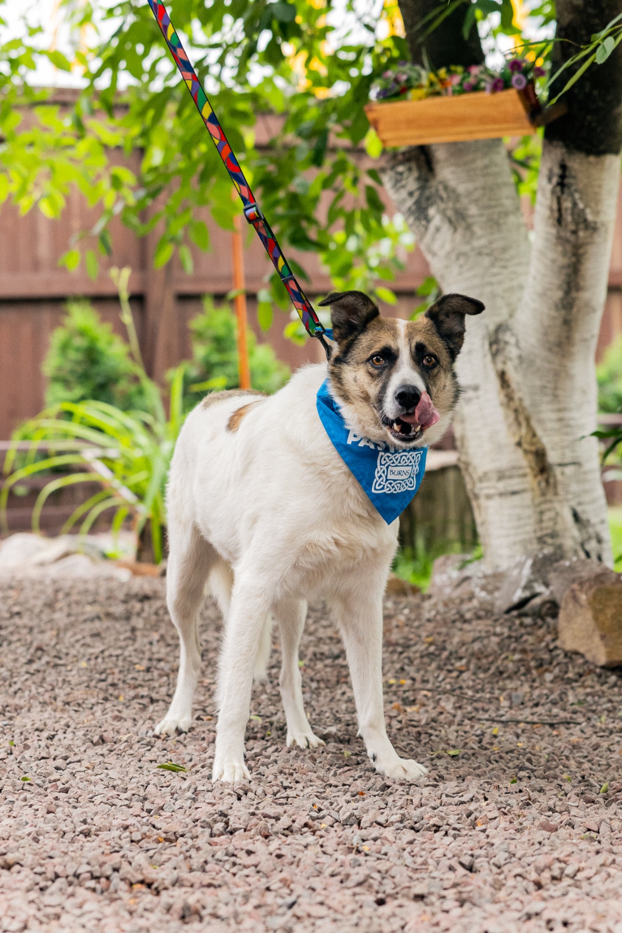 Біла собака Бос хлопчик