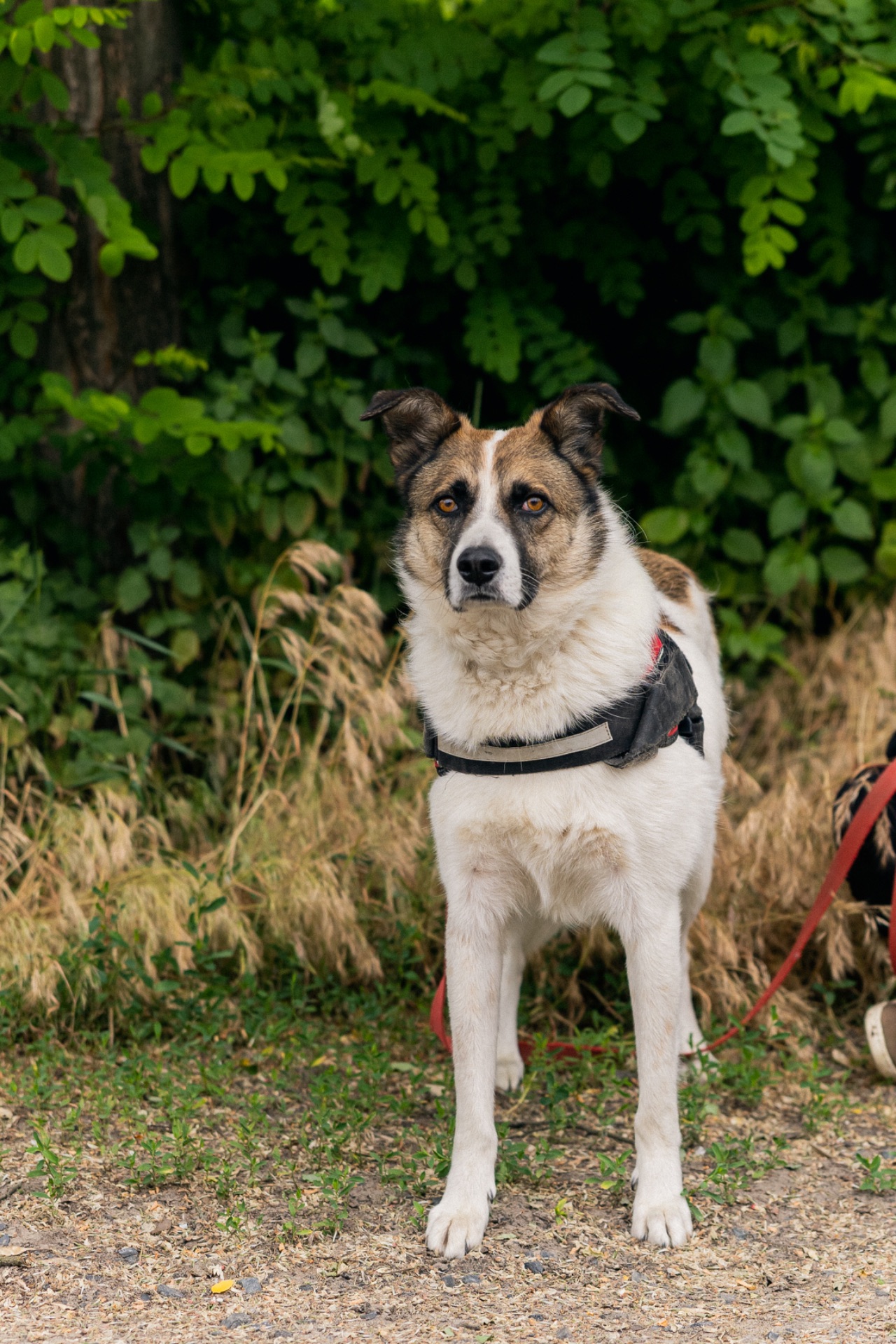 Біла собака Бос хлопчик