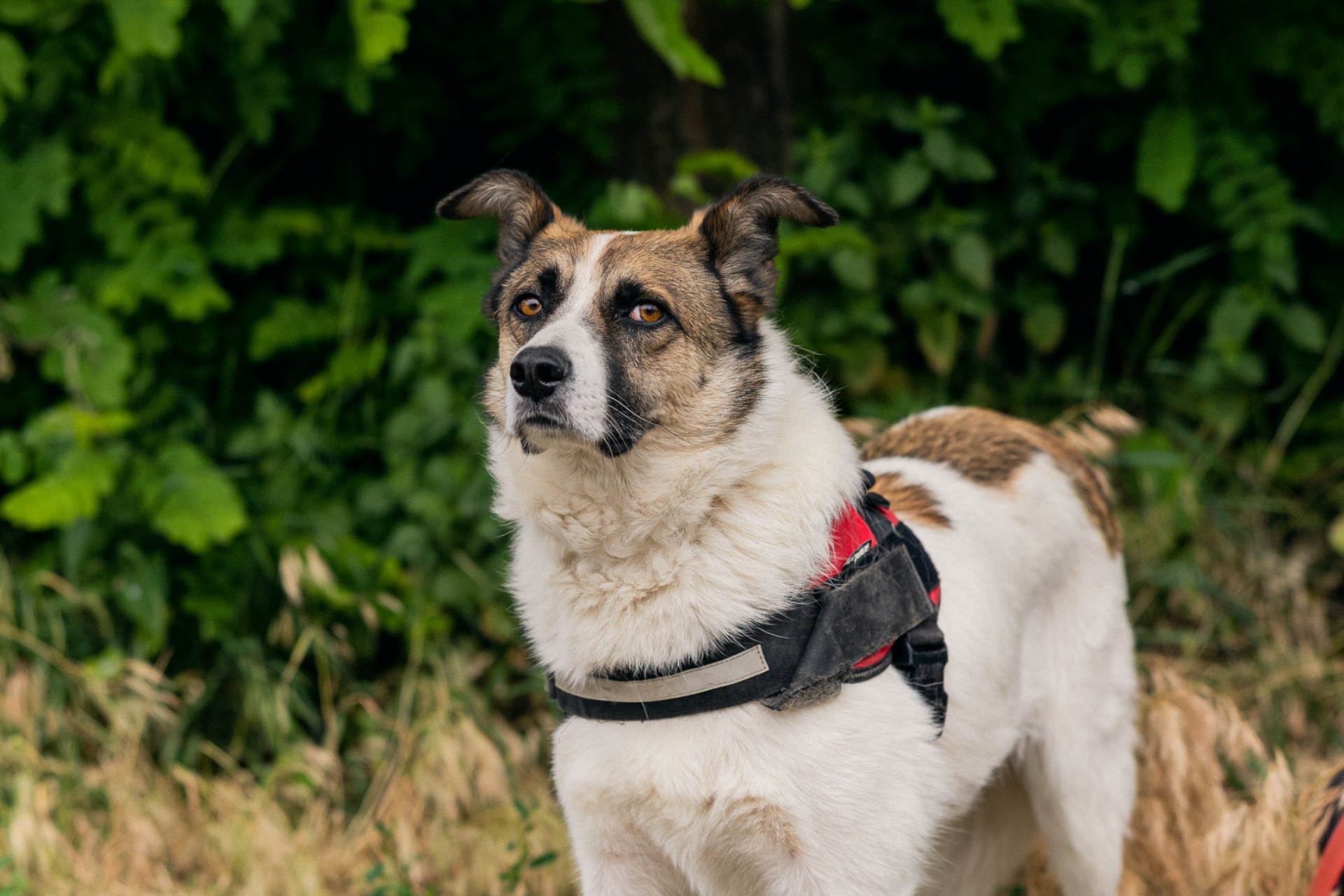 Біла собака Бос хлопчик