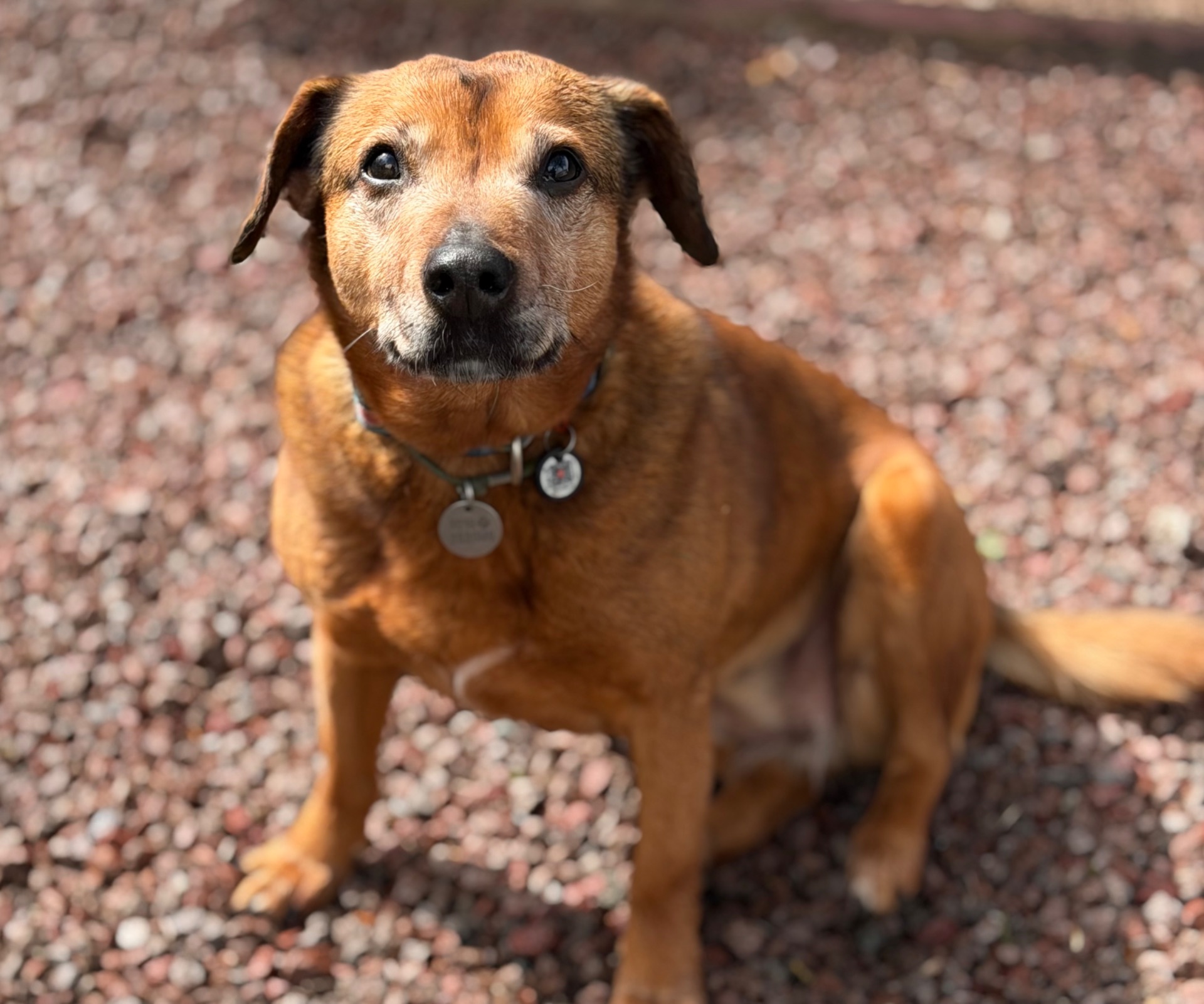 Руда собака Кліпса