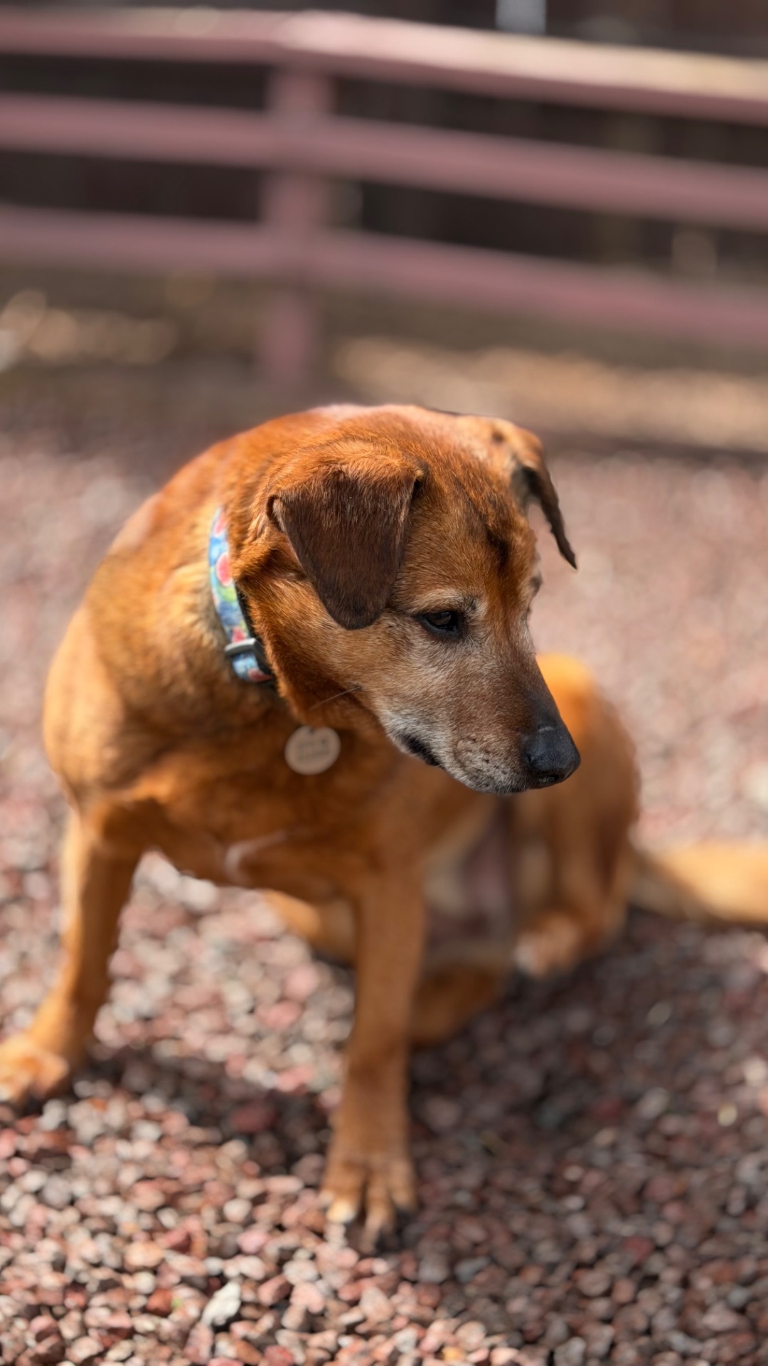 Руда собака Кліпса