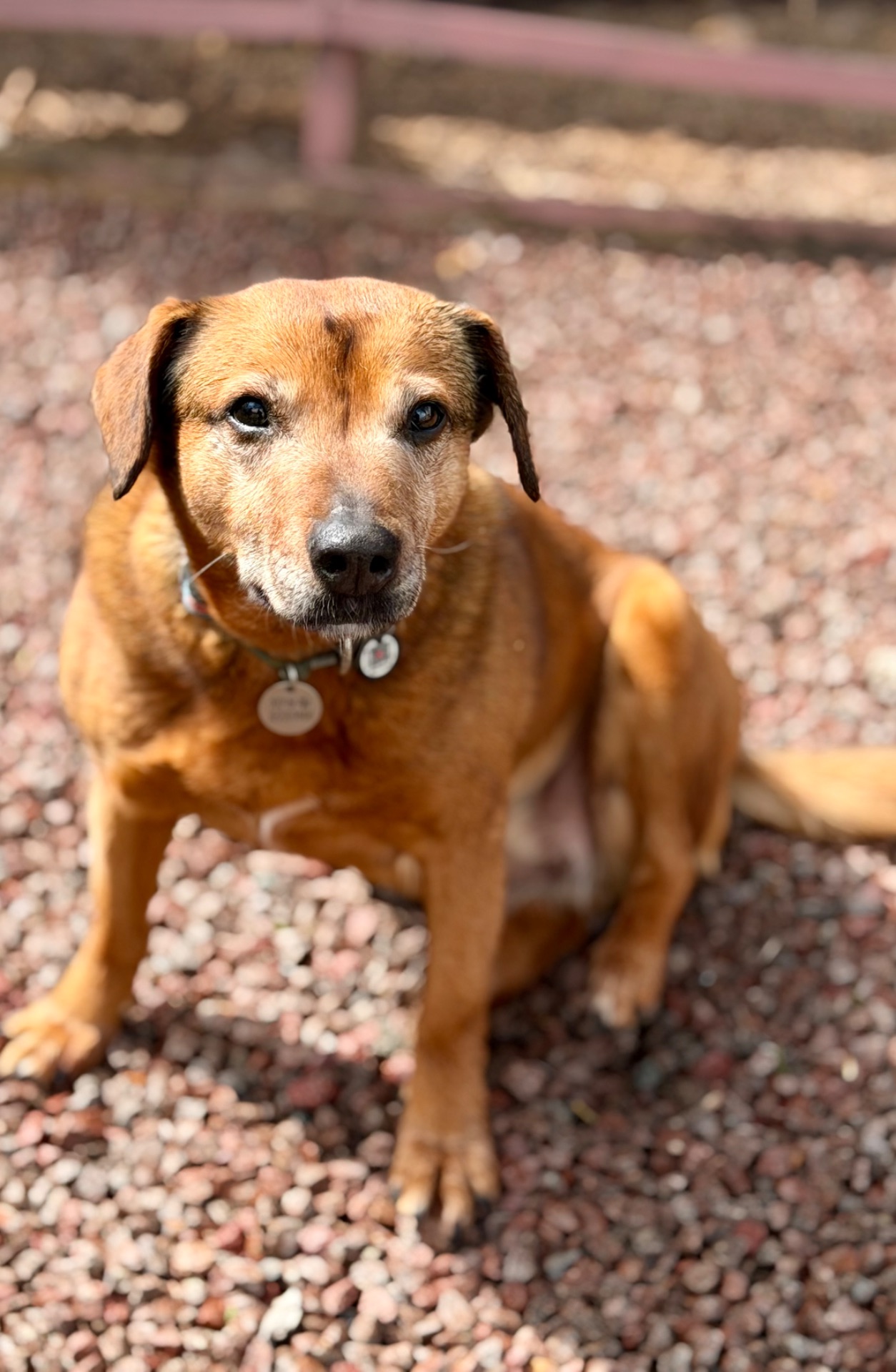 Руда собака Кліпса