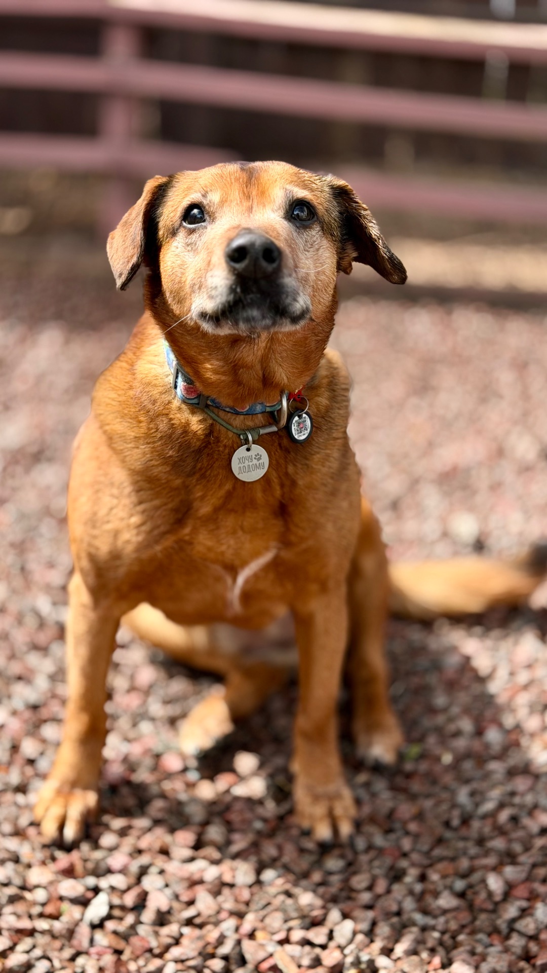 Руда собака Кліпса