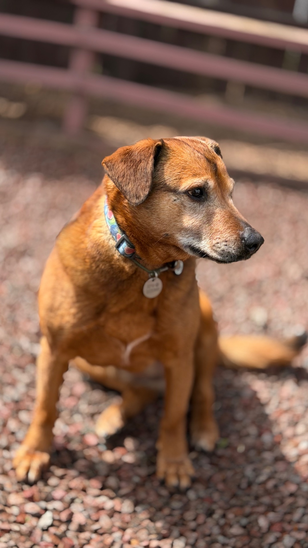 Руда собака Кліпса