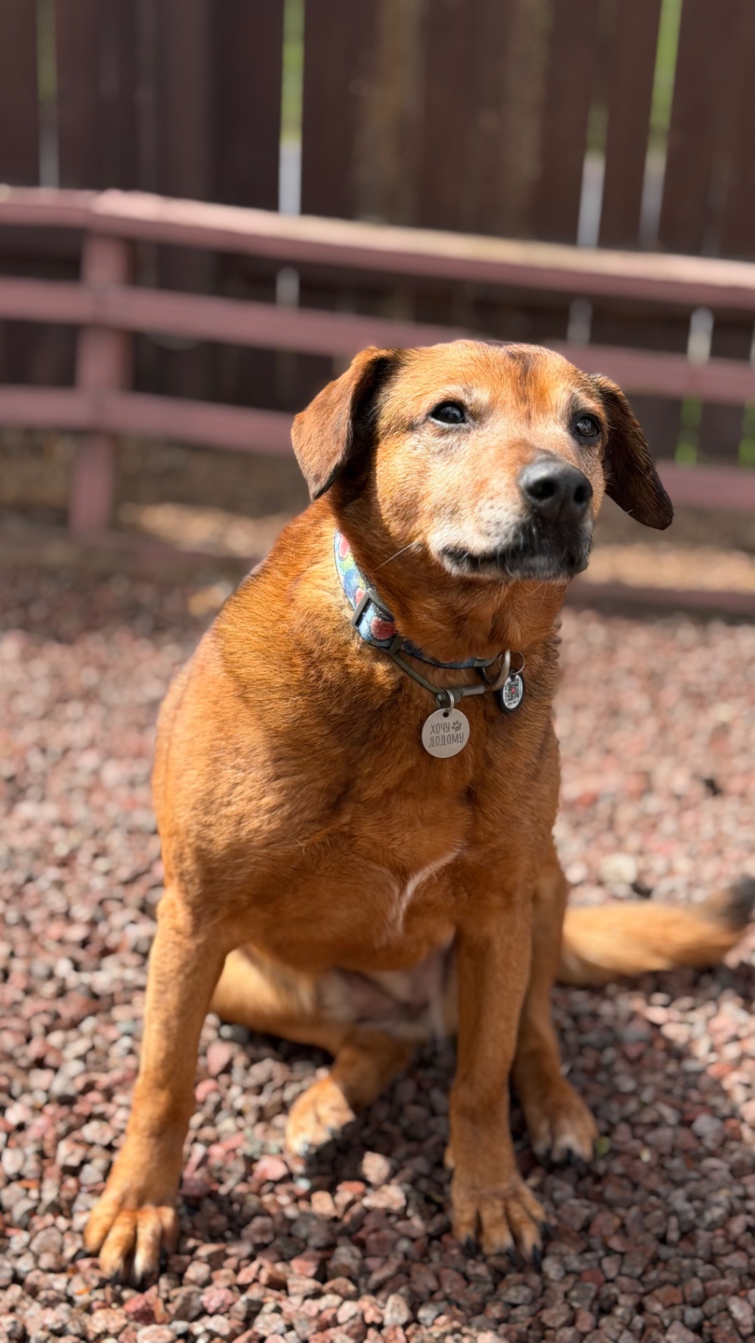 Руда собака Кліпса