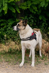 Біла собака Бос хлопчик