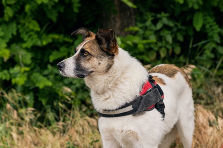 Біла собака Бос хлопчик