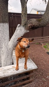 Руда собака Кліпса