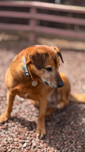 Руда собака Кліпса