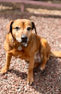 Руда собака Кліпса