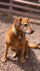 Руда собака Кліпса