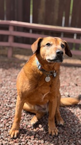 Руда собака Кліпса