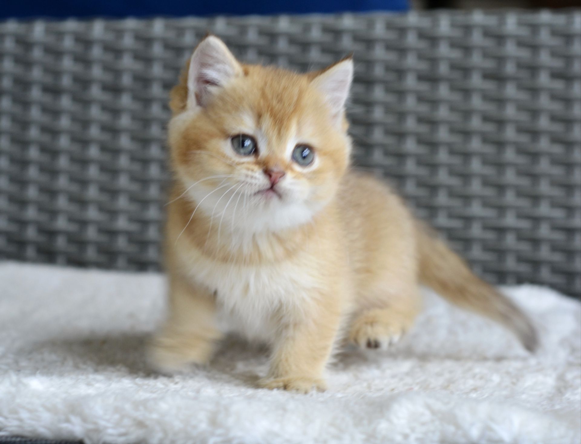 Киця дівчинка золота шиншила